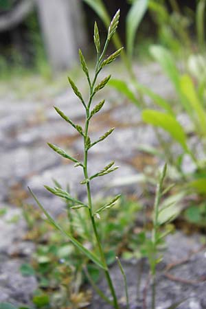 Catapodium rigidum \ Steifgras / Fern Grass, D Mannheim 27.5.2015