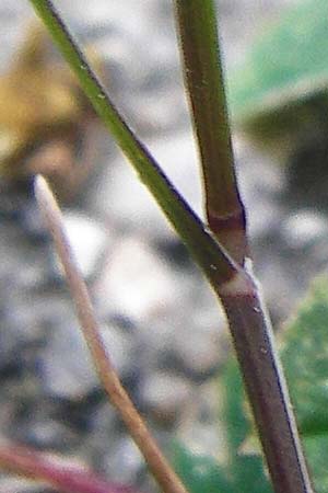 Catapodium rigidum \ Steifgras / Fern Grass, D Mannheim 27.5.2015