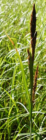 Carex riparia \ Ufer-Segge / Great Pond Sedge, D Groß-Gerau 25.6.2015