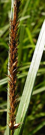 Carex riparia \ Ufer-Segge / Great Pond Sedge, D Groß-Gerau 25.6.2015