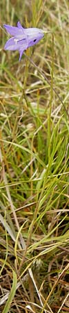 Campanula rotundifolia \ Rundblttrige Glockenblume / Harebell, D Eching 25.7.2015