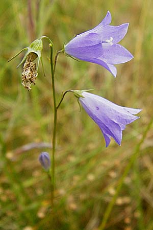 Campanula rotundifolia / Harebell, D Eching 25.7.2015