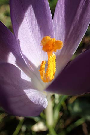 Crocus tommasinianus \ Elfen-Krokus, Dalmatiner Krokus, D Mannheim 8.2.2015