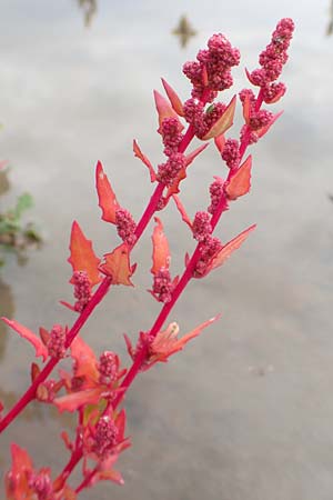 Chenopodium rubrum \ Roter Gnsefu / Red Goosefoot, D Mannheim 20.9.2015