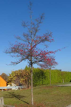 Crataegus x lavallei \ Lederblttriger Weidorn, Apfeldorn / Lavalle Hawthorn, D Pegnitz-Trockau 31.10.2015