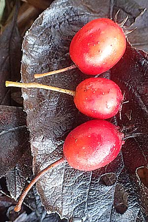 Crataegus x lavallei \ Lederblttriger Weidorn, Apfeldorn / Lavalle Hawthorn, D Mannheim 19.12.2015