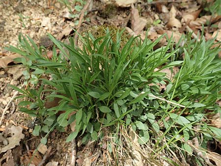 Campanula rotundifolia \ Rundblttrige Glockenblume, D Odenwald, Nieder-Beerbach 22.4.2016