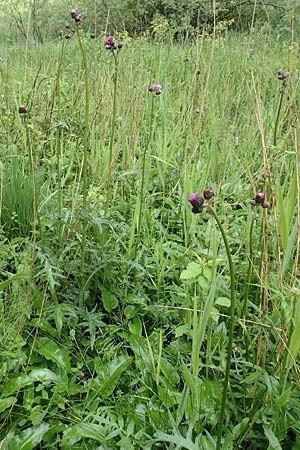 Cirsium rivulare / Brook Thistle, D Pfronten 9.6.2016