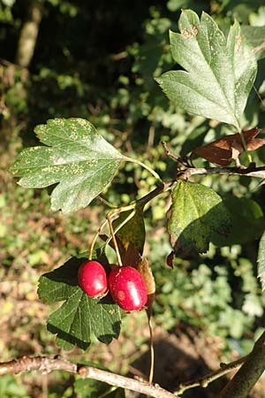 Crataegus rhipidophylla subsp. rhipidophylla \ Grokelch-Weidorn / Midland Hawthorn, D Langenselbold 10.9.2016