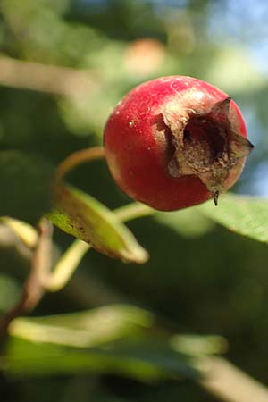 Crataegus rhipidophylla subsp. rhipidophylla / Midland Hawthorn, D Langenselbold 10.9.2016