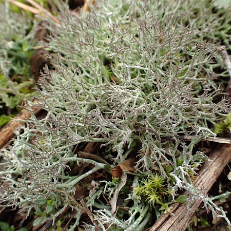 Cladonia rangiformis \ Gesprenkelte Becher-Flechte, D Schwetzingen 13.3.2018