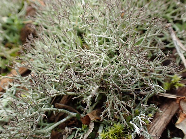 Cladonia rangiformis \ Gesprenkelte Becher-Flechte / Reindeer Moss, D Schwetzingen 13.3.2018