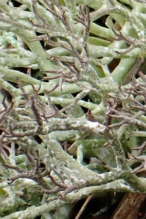 Cladonia rangiformis / Reindeer Moss, D Schwetzingen 13.3.2018