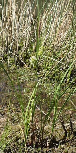Carex rostrata \ Schnabel-Segge / Bottle Sedge, D Darmstadt 7.5.2018