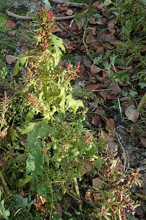 Chenopodium rubrum \ Roter Gnsefu / Red Goosefoot, D Mannheim 11.10.2018