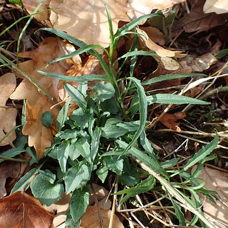 Campanula rotundifolia \ Rundblttrige Glockenblume / Harebell, D Alsbach 27.10.2018