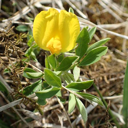 Cytisus ratisbonensis \ Regensburger Zwergginster / Regensburg Broom, D Eching 2.5.2019