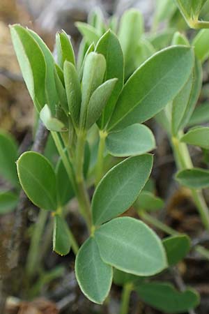 Cytisus ratisbonensis \ Regensburger Zwergginster / Regensburg Broom, D Eching 2.5.2019