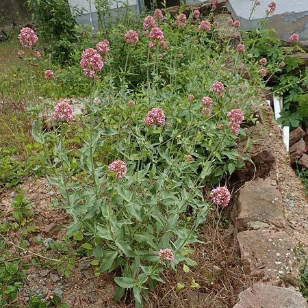 Centranthus ruber subsp. ruber \ Rote Spornblume, D Dilsberg 24.5.2020