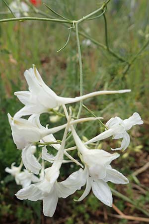 Delphinium consolida subsp. consolida \ Feld-Rittersporn, D Grünstadt-Asselheim 15.6.2020