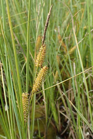 Carex rostrata \ Schnabel-Segge / Bottle Sedge, D Hunsrück, Börfink 18.7.2020