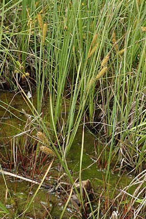 Carex rostrata \ Schnabel-Segge, D Hunsrück, Börfink 18.7.2020