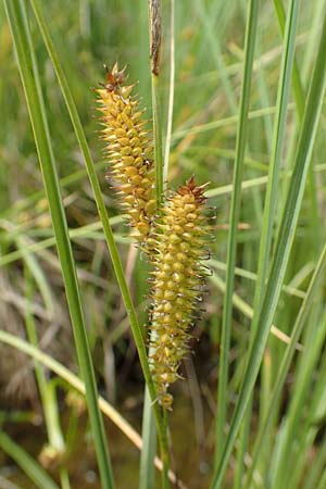 Carex rostrata \ Schnabel-Segge / Bottle Sedge, D Hunsrück, Börfink 18.7.2020