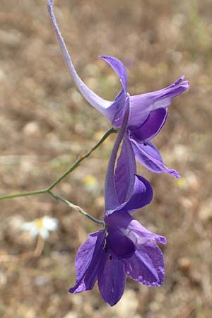 Delphinium consolida subsp. consolida \ Feld-Rittersporn, D Friedewald 29.7.2020