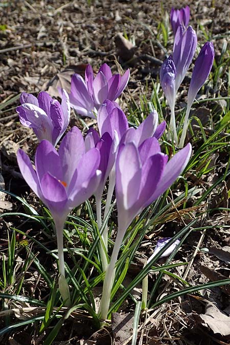 Crocus tommasinianus \ Elfen-Krokus, Dalmatiner Krokus, D Ludwigshafen 8.3.2021