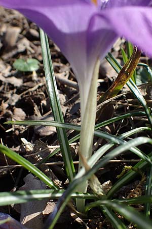 Crocus tommasinianus \ Elfen-Krokus, Dalmatiner Krokus, D Ludwigshafen 8.3.2021