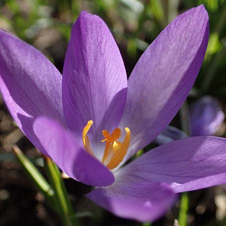 Crocus tommasinianus \ Elfen-Krokus, Dalmatiner Krokus, D Ludwigshafen 8.3.2021