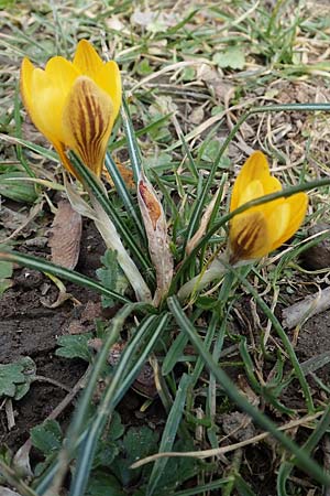 Crocus flavus \ Gold-Krokus, D Ludwigshafen 8.3.2021