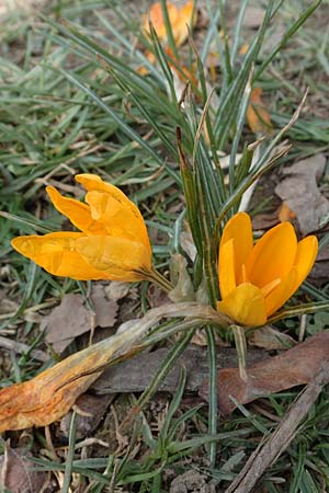 Crocus flavus \ Gold-Krokus, D Ludwigshafen 8.3.2021