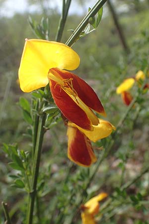 Cytisus scoparius \ Besen-Ginster, D Odenwald, Oberflockenbach 8.5.2021