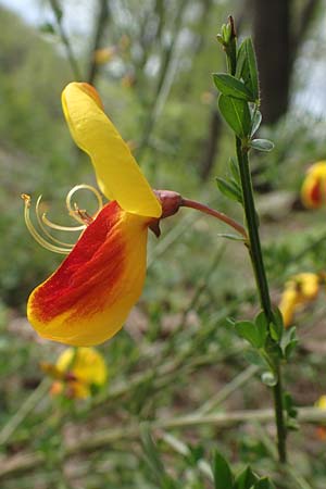 Cytisus scoparius \ Besen-Ginster / Scotch Broom, D Odenwald, Oberflockenbach 8.5.2021