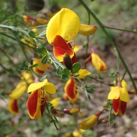 Cytisus scoparius \ Besen-Ginster, D Odenwald, Oberflockenbach 8.5.2021