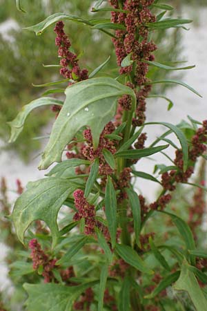 Chenopodium rubrum \ Roter Gnsefu / Red Goosefoot, D Hohwacht 13.9.2021