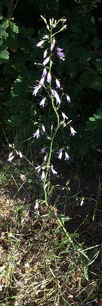 Campanula rapunculus / Rampion Bellflower, D Erlenbach am Main 28.5.2022