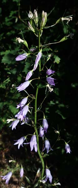 Campanula rapunculus \ Rapunzel-Glockenblume / Rampion Bellflower, D Erlenbach am Main 28.5.2022