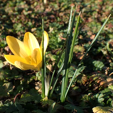 Crocus chrysanthus / Snow Crocus, Golden Crocus, D Ludwigshafen 21.2.2023