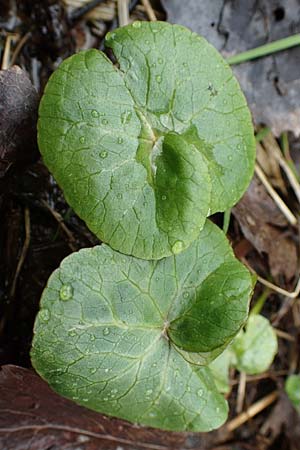 Caltha palustris var. radicans / Rooting Marsh Marigold, D Simmerath 17.4.2023
