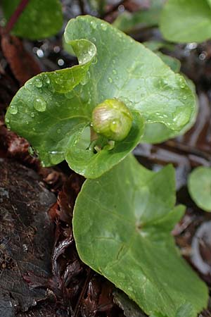 Caltha palustris var. radicans / Rooting Marsh Marigold, D Simmerath 17.4.2023