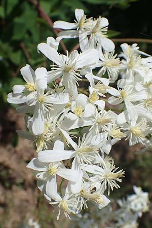 Clematis recta \ Aufrechte Waldrebe / Ground Clematis, D Thüringen, Kölleda 15.6.2023