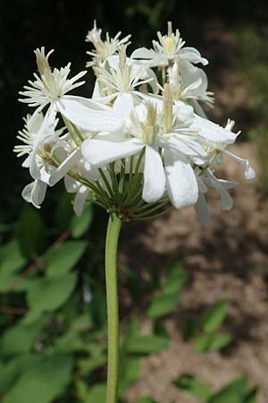 Clematis recta \ Aufrechte Waldrebe / Ground Clematis, D Thüringen, Kölleda 15.6.2023