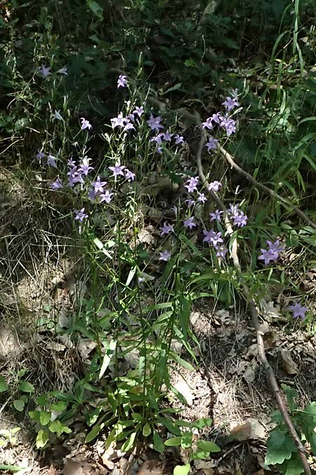 Campanula rapunculus / Rampion Bellflower, D Brensbach 20.7.2024