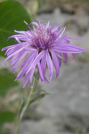 Centaurea stoebe / Panicled Knapweed, D Ludwigshafen 12.7.2010