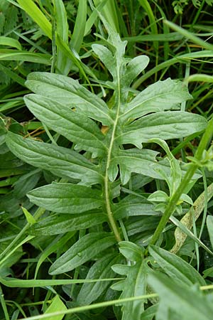 Centaurea scabiosa / Greater Knapweed, D Hechingen 20.6.2015