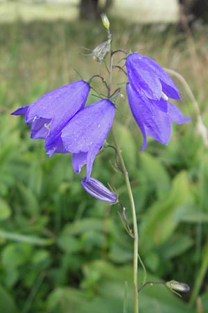 Campanula scheuchzeri \ Scheuchzers Glockenblume / Scheuchzer's Bellflower, D Taunus, Großer Feldberg 29.7.2010