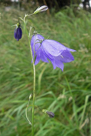 Campanula scheuchzeri \ Scheuchzers Glockenblume / Scheuchzer's Bellflower, D Taunus, Großer Feldberg 29.7.2010