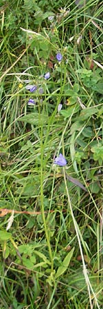 Campanula scheuchzeri \ Scheuchzers Glockenblume / Scheuchzer's Bellflower, D Taunus, Großer Feldberg 29.7.2010